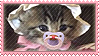 bby gato